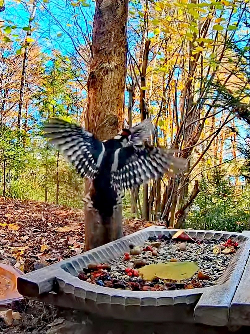 livebirdspoland_c7a7cbe957d2e7204e884498883c4663.jpg