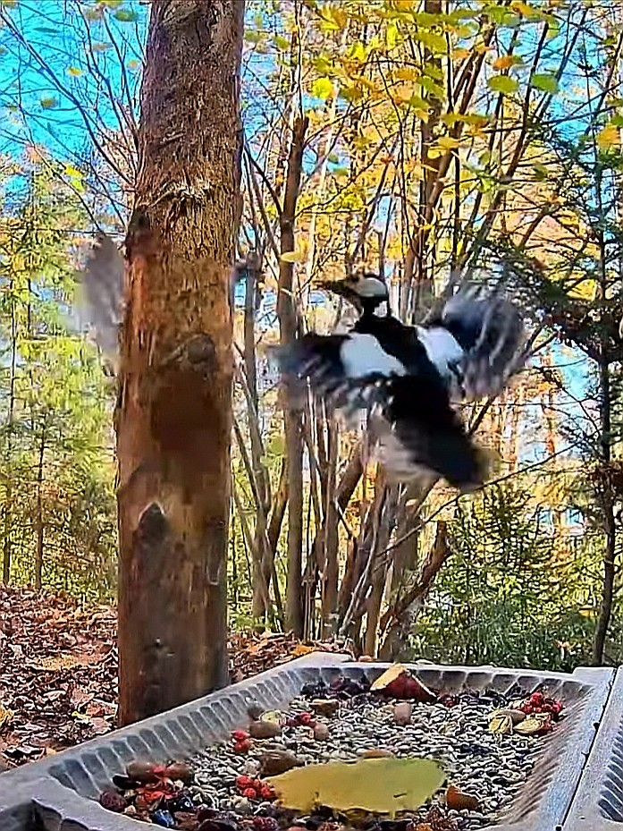 livebirdspoland_df65ac698c55704778c30df2392e7668.jpg