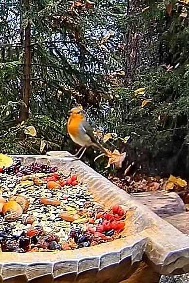 livebirdspoland_45344ce78e9794b0b1f59213750ec330.jpg