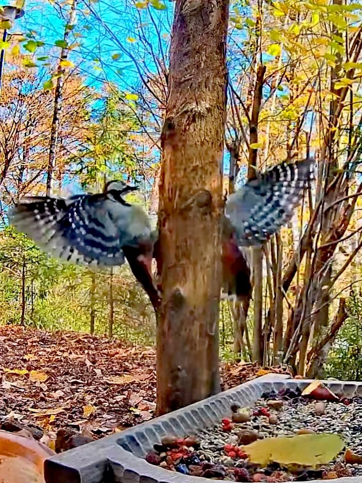 livebirdspoland_3cd5f90685dafd3f09ab765d180f5ded.jpg