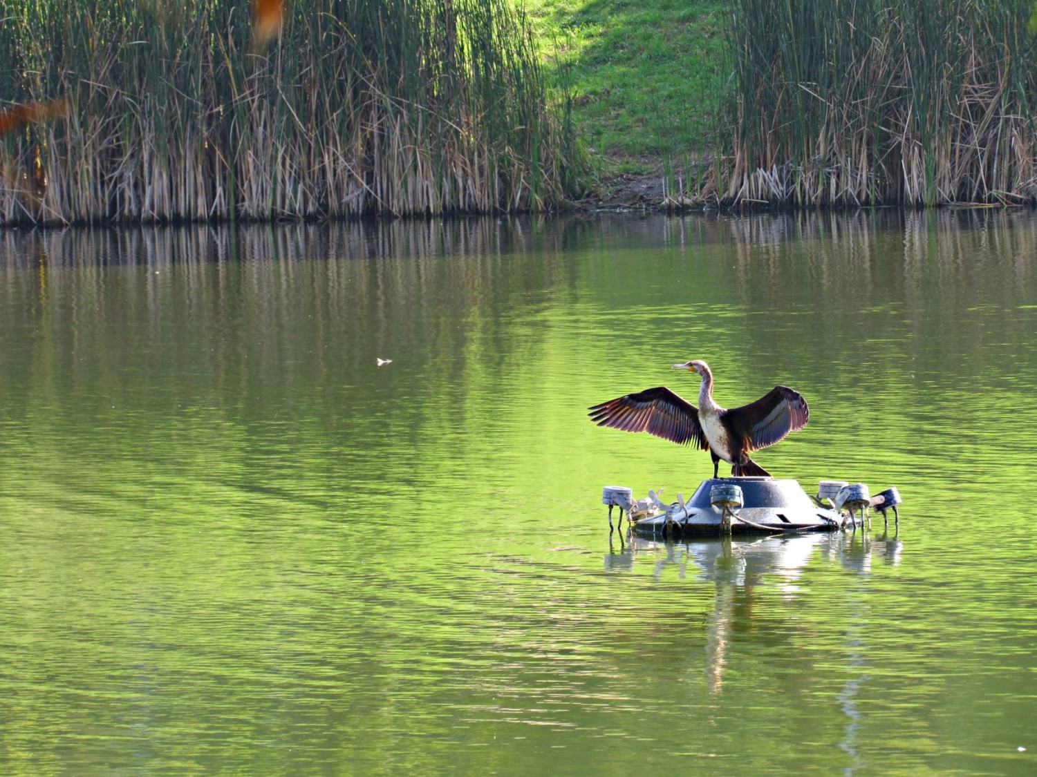 livebirdspoland_fd8c31097a204449f633da3f241097bc.jpg
