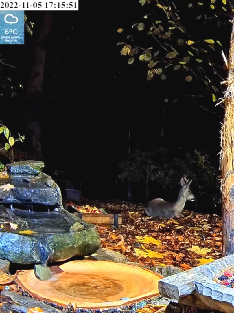 livebirdspoland_c6bbc70f05416f5ebd02556650780dc2.jpg