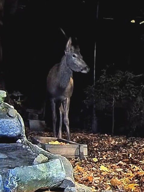 livebirdspoland_28b742703e0fef2eb542eb8e47e4b085.jpg
