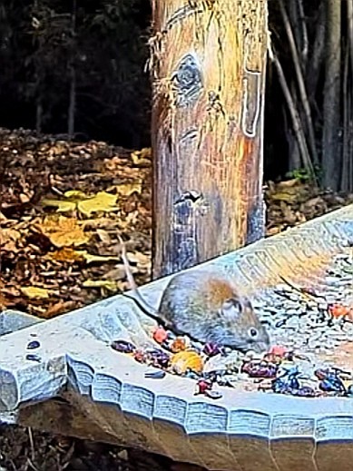 livebirdspoland_27a1d8689a4780b9e6dd52a738a1f4b2.jpg