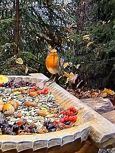 livebirdspoland_2e2fb8f3348debddf60b8ab8fcfdcf50.jpg