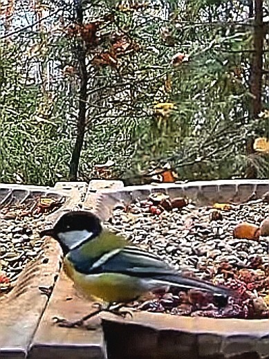 livebirdspoland_78d6af5f08092bcfddf78cbd6b098c00.jpg