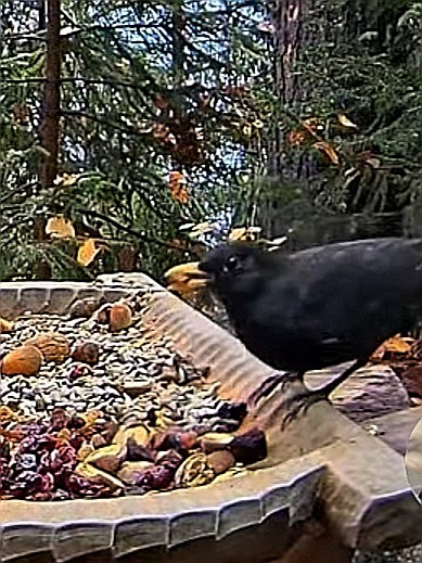 livebirdspoland_123a5bb9cd32e1c9cd3d5a62d435d1f6.jpg