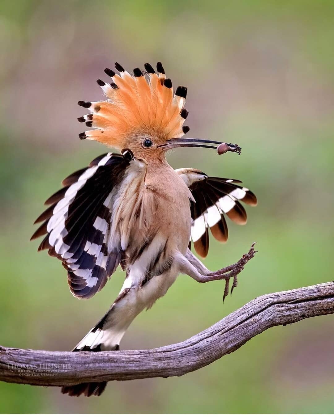 livebirdspoland_36a5d747c34ea577264a0457dfde2952.jpg
