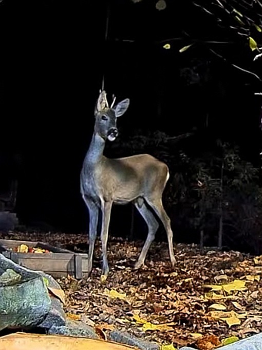 livebirdspoland_7f4619c7528d24a849b64a8e8cb9a3df.jpg