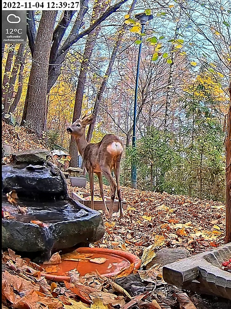 livebirdspoland_d90d4073998976fa619ed3995a42c9a9.jpg