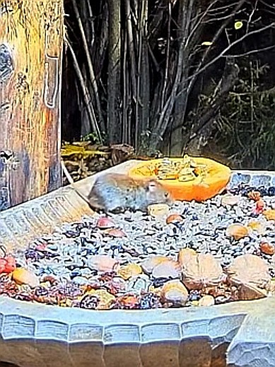 livebirdspoland_134e41ac354ad8a6d4c5d74180d5073e.jpg