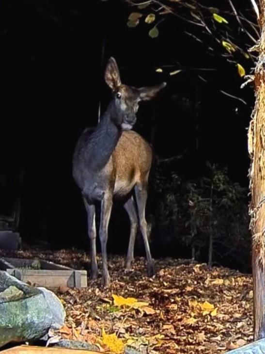 livebirdspoland_26253647b47920cbc911ceaae6104f3a.jpg