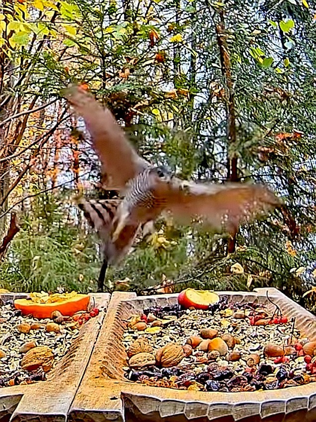 livebirdspoland_22bca18e8e10133738f3806182d7bb6f.jpg