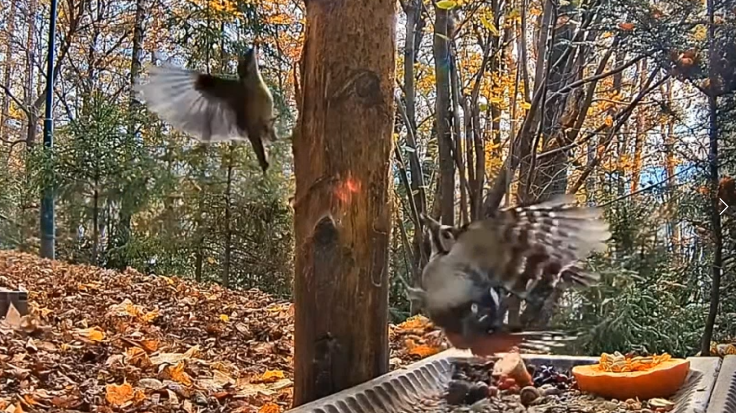livebirdspoland_3ce8dc807111fd0b6a43768460243277.png