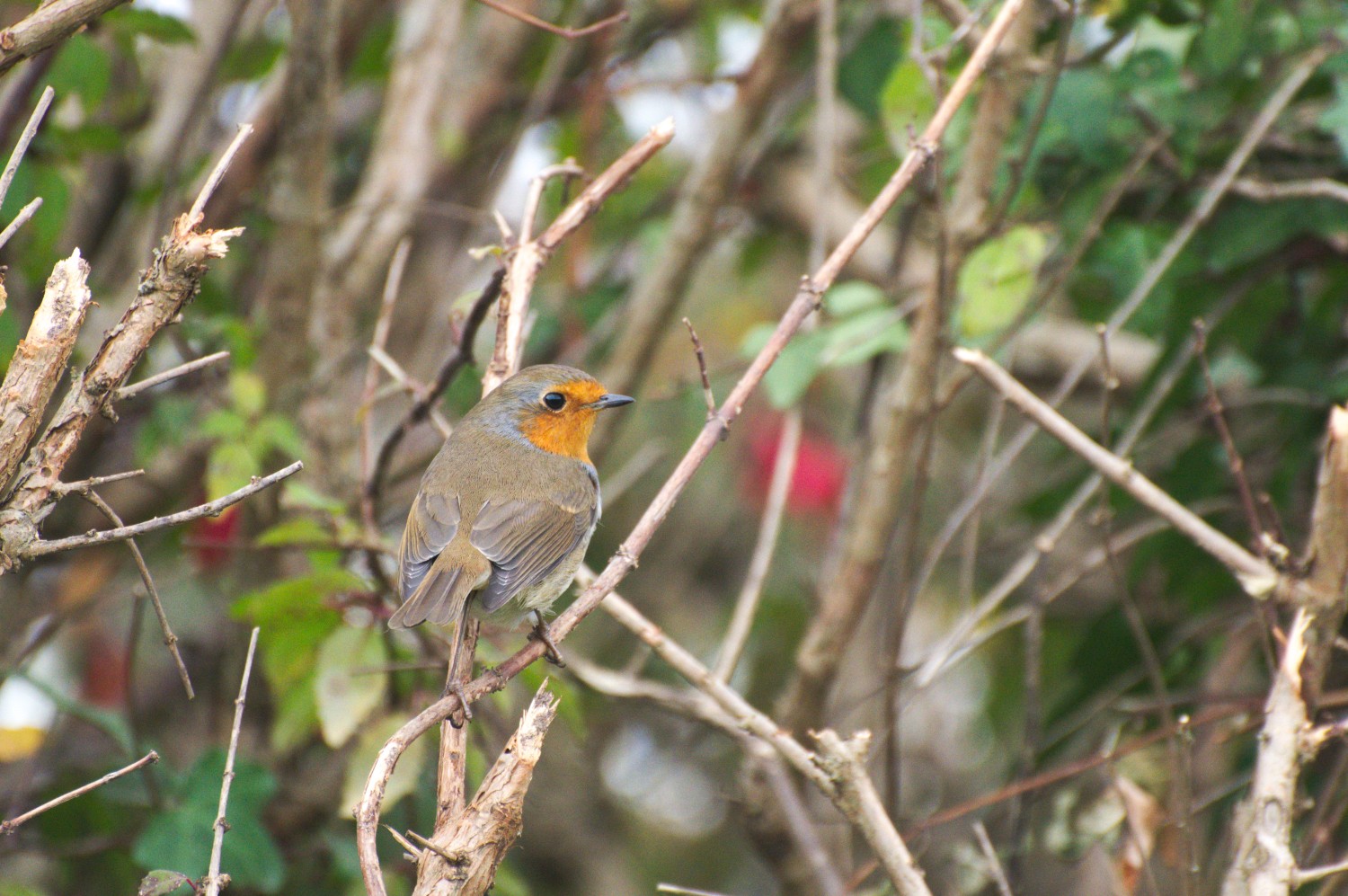 livebirdspoland_85c2b83d69664299fbfdd0a3b275b723.jpg