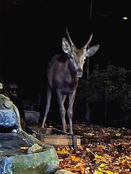 livebirdspoland_23de88169d90006917256532476741e2.jpg