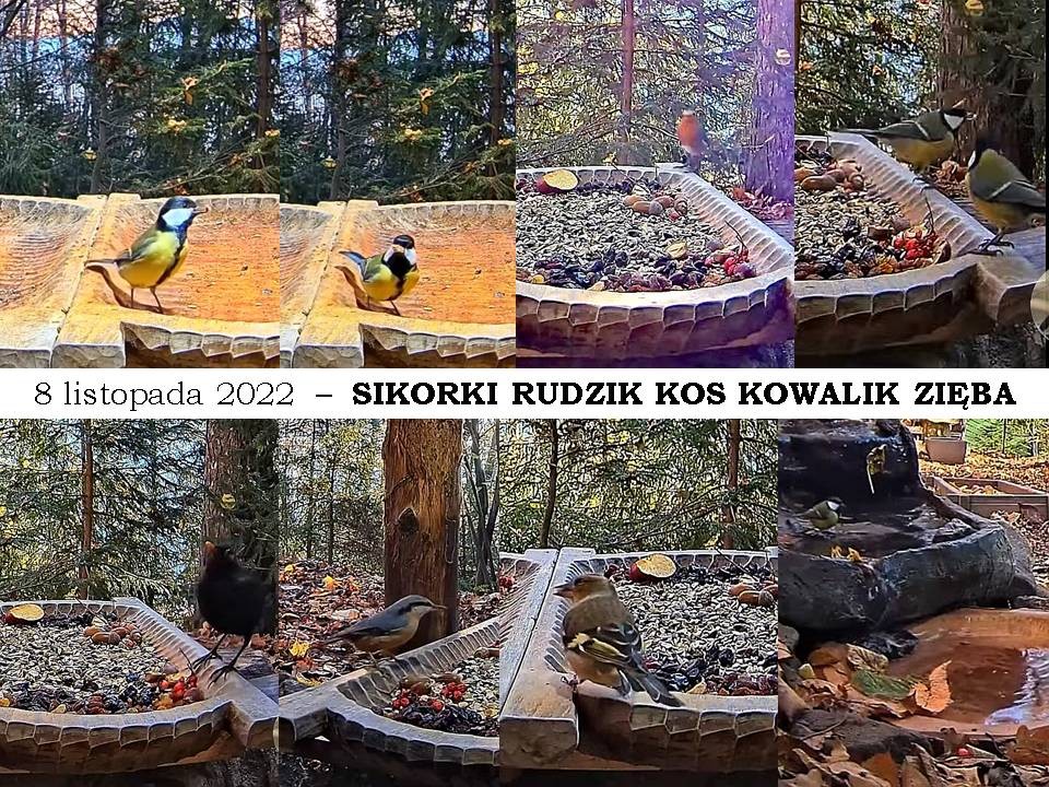 livebirdspoland_f70cafb65b3229b1d56c0ce8ca8b0ee1.jpg
