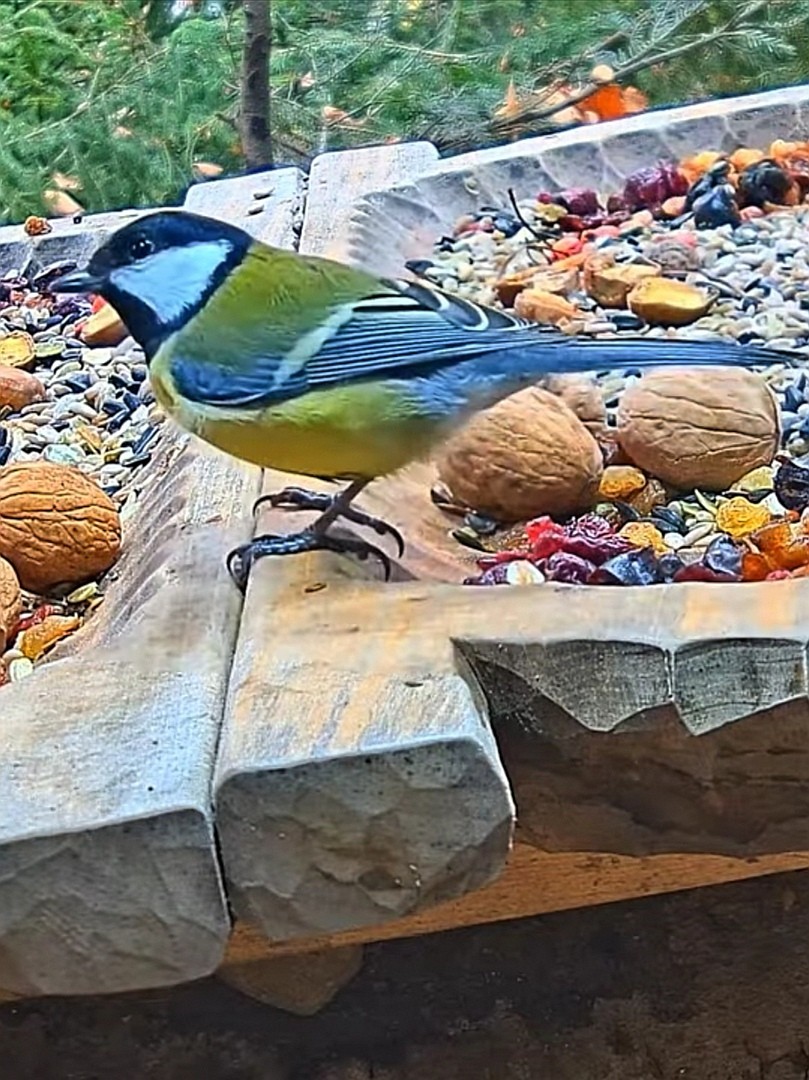 livebirdspoland_a23811d968474c46295e7c3ecf3e7679.jpg