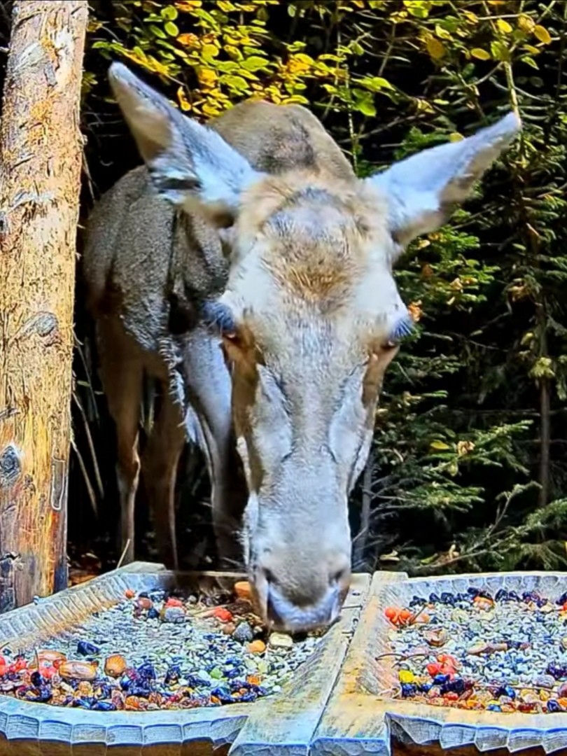 livebirdspoland_ca39e83d245e88a1106dbbd5781f0810.jpg