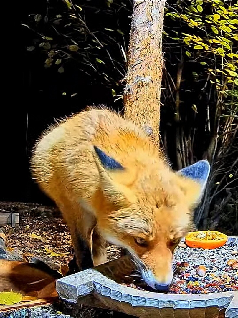 livebirdspoland_c29b8ccbf4b15e9bbbb65400fe73539d.jpg