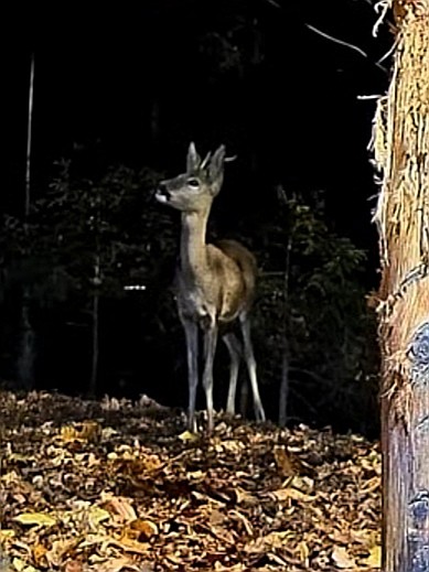 livebirdspoland_d8c5d2cf8e616daec177d529f00cfc76.jpg