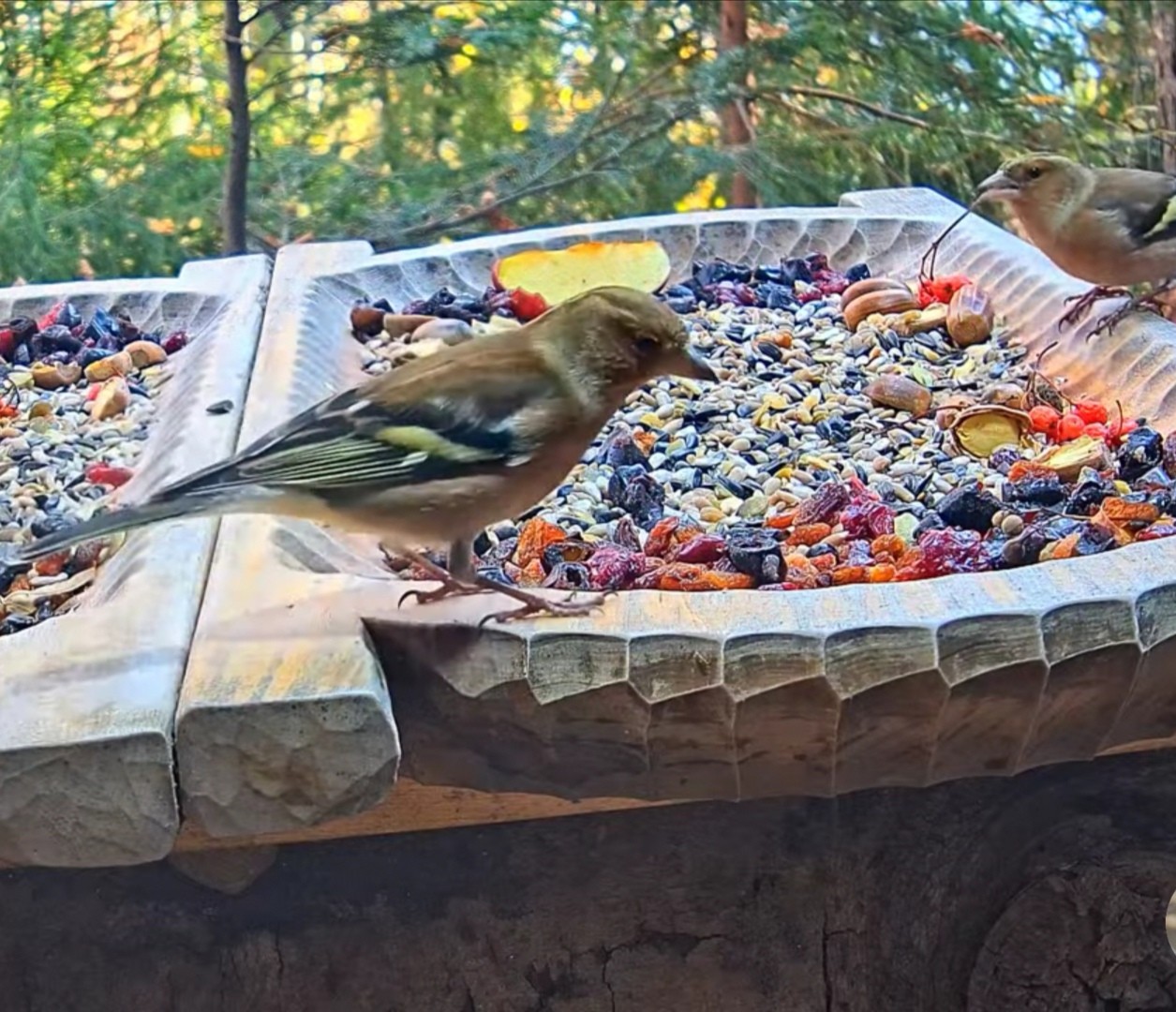 livebirdspoland_091fa316d2031fb8c850d3511eb0180b.jpg