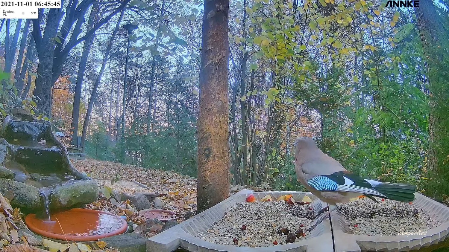 livebirdspoland_dba8b0382105c0d0a9627a74f888bb43.jpg