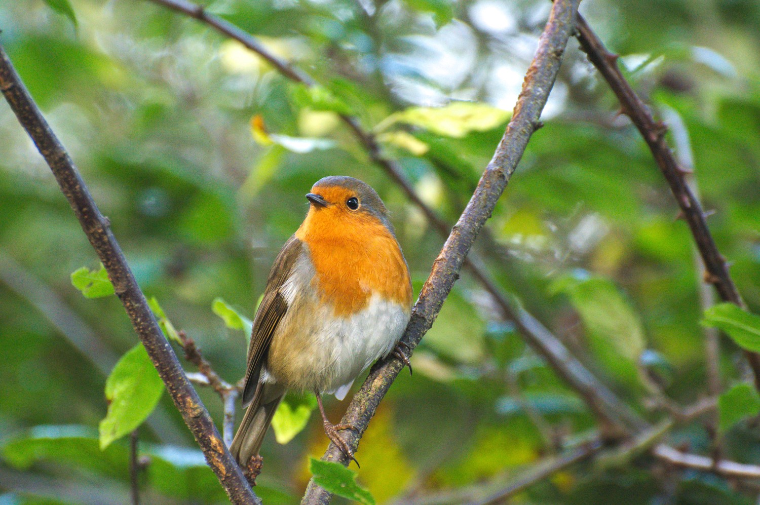 livebirdspoland_30d19cc5d2381616fc279a65121efbf3.jpg