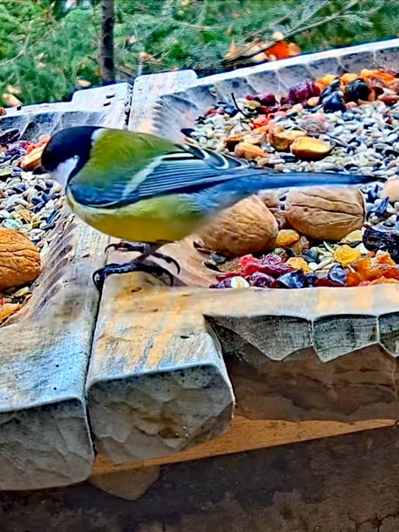 livebirdspoland_e12eb7f617ed76f27e8c5404852552cf.jpg