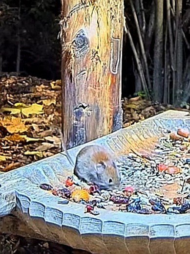 livebirdspoland_6b3dd48d6561f34eb9899b26efaf5272.jpg