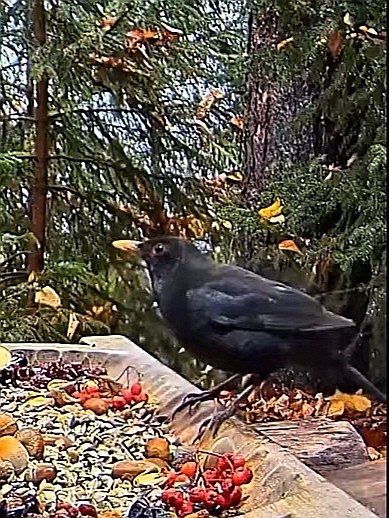 livebirdspoland_463d47781a60882fe32040ff4948c8e2.jpg