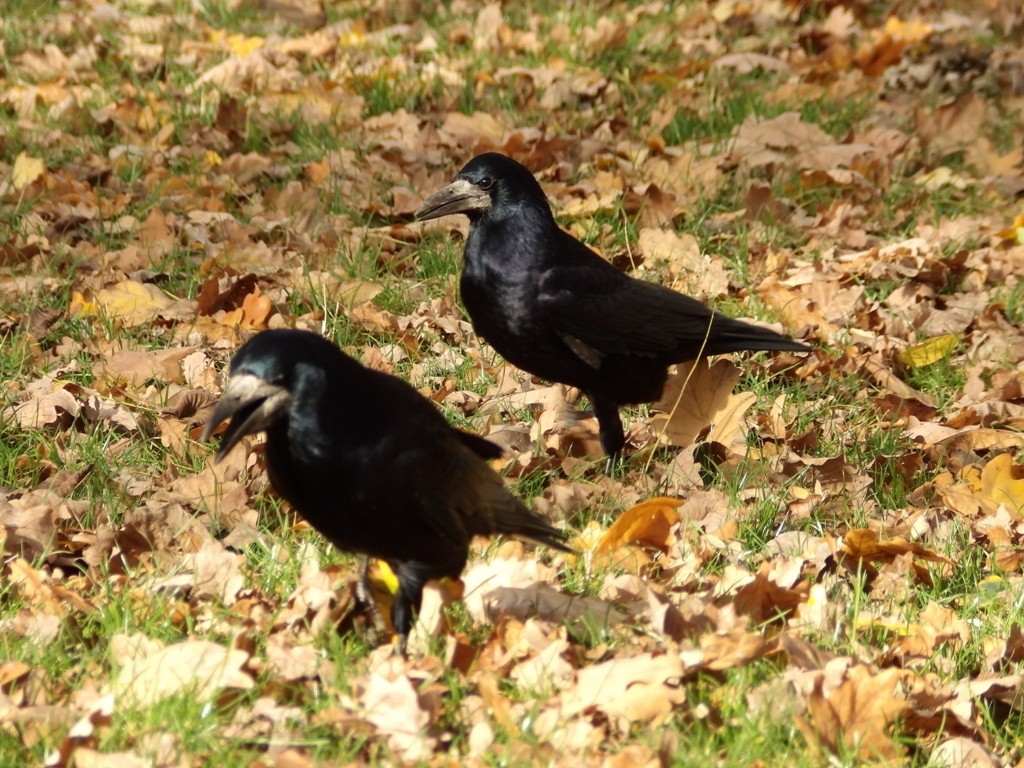livebirdspoland_770d07a1b85294b194adaf154a95e861.jpg