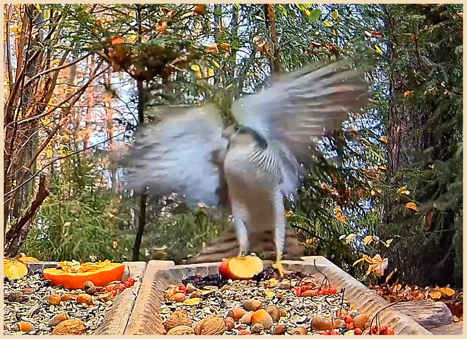 livebirdspoland_4c0affe178e82bf9ba61c979bee9ede3.jpg