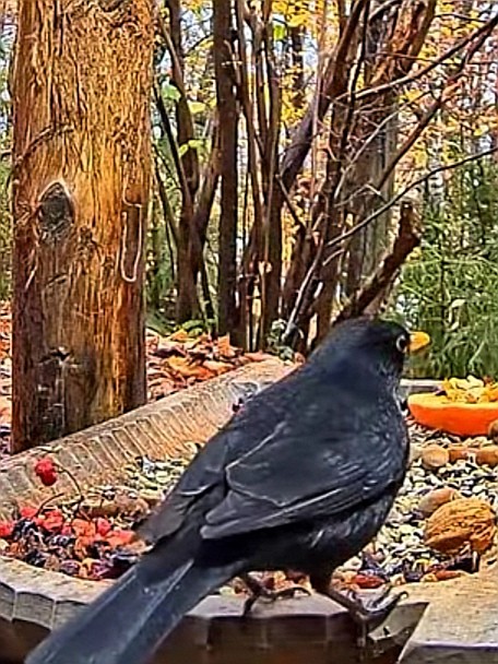 livebirdspoland_8ab18a8ac3d6f8053ef3baf3ad6ea737.jpg