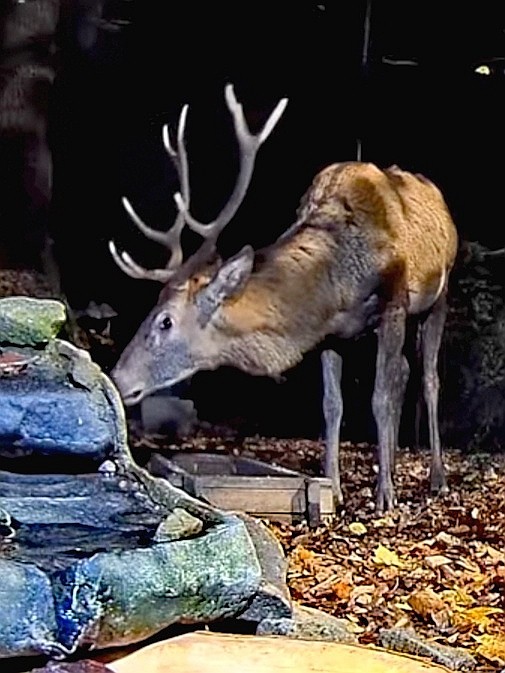 livebirdspoland_0523331469a1a3b94a5b801145449143.jpg