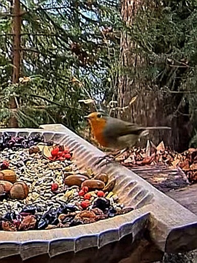 livebirdspoland_aca73dc20abe5f490163f52200484bf5.jpg