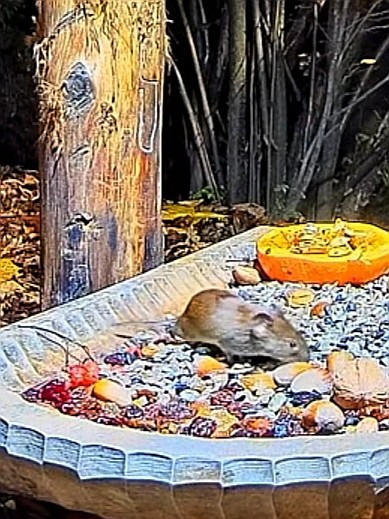 livebirdspoland_912367e20c05eb92a6f25eb6c1963f0f.jpg