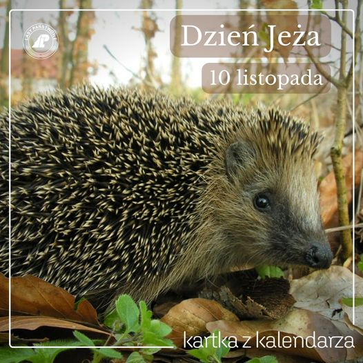 livebirdspoland_d814c5761ef5b12c699d0391c75b2d1b.png
