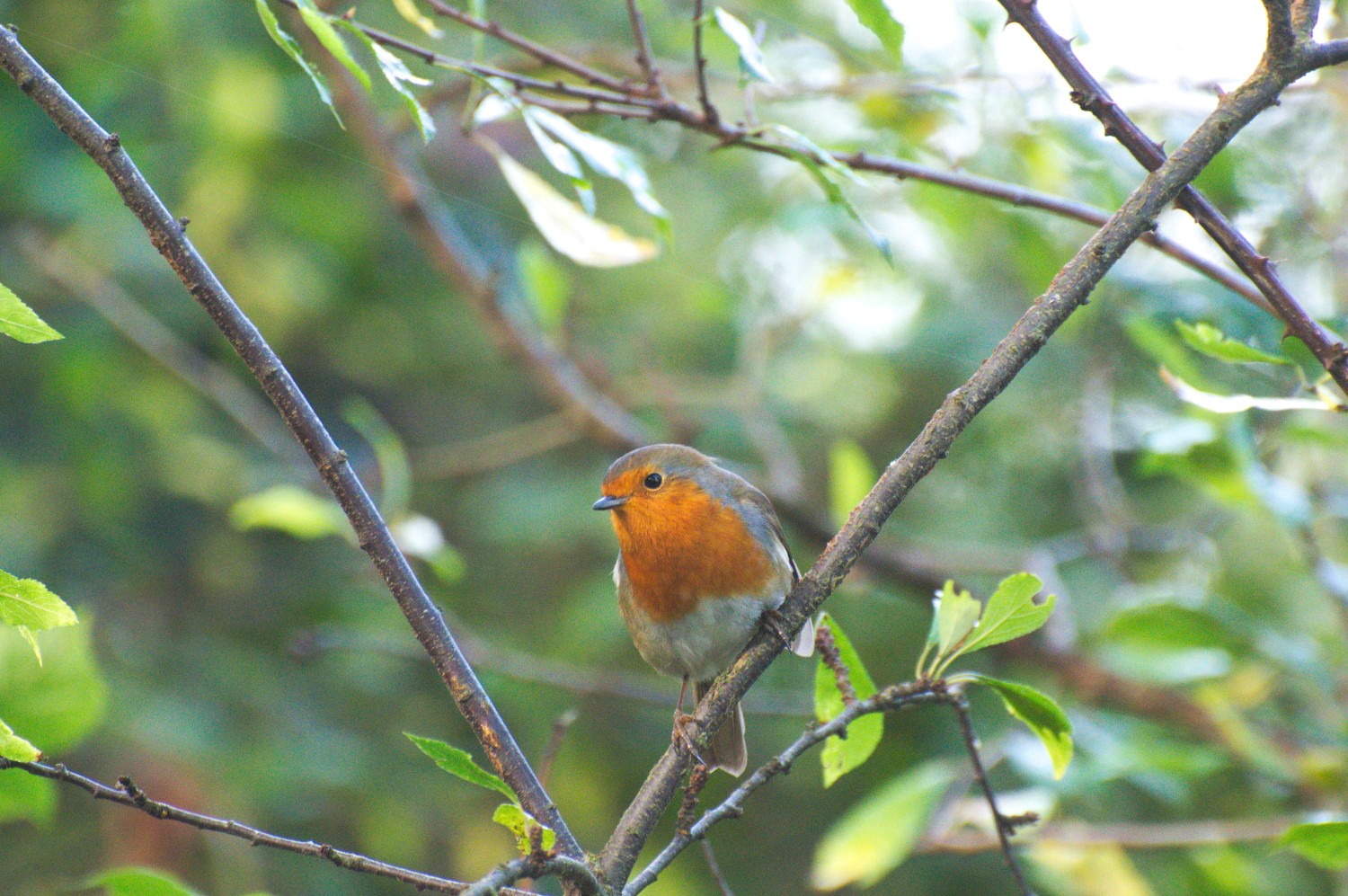 livebirdspoland_09fbeab0abeb4a05ddb50d7eaf0d9dd8.jpg