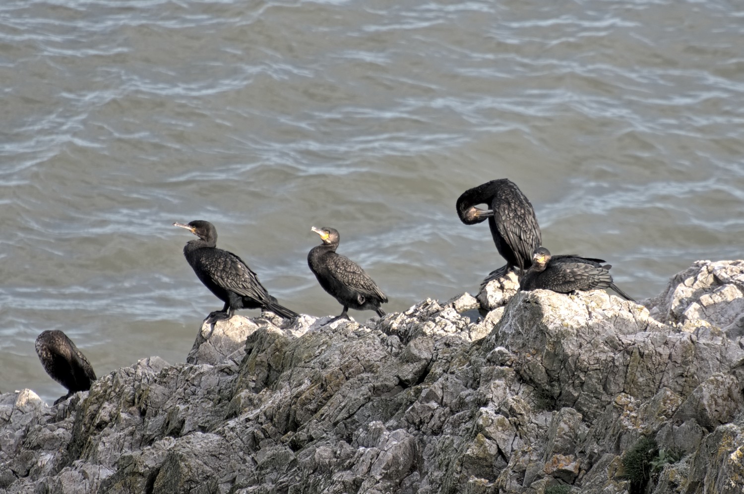 livebirdspoland_b0cf37da7d1a1aa6733d6afad7a1d8a3.jpg