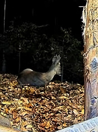 livebirdspoland_e9d7b020dec7f6be8c0f512245ac264d.jpg