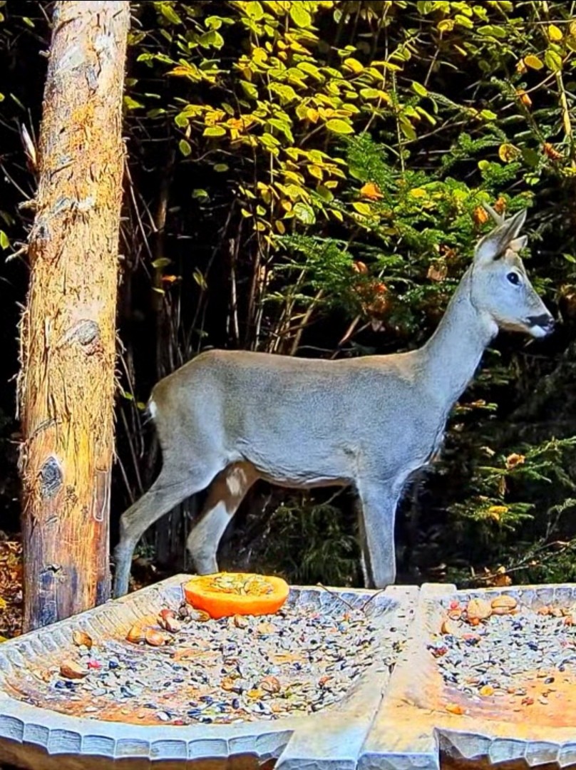 livebirdspoland_f114c222816e633927a5fa7c0d4285f7.jpg