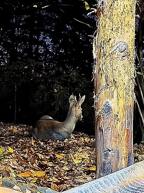 livebirdspoland_2592b92b44862d997215143f7df31ee3.jpg