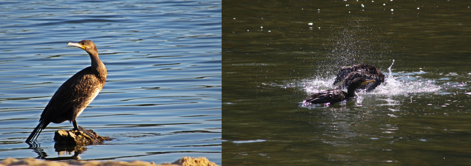 livebirdspoland_5609787a199df70805e0343f44be6a0d.png
