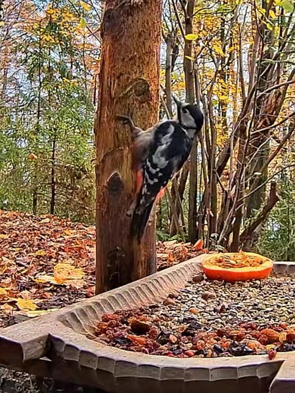 livebirdspoland_626446d41596419f79e93466313c6fef.jpg
