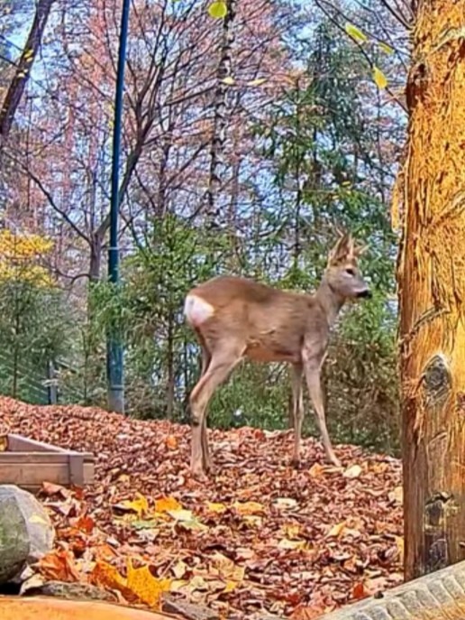 livebirdspoland_d55d17e1d7161520c40fc00b7300c01f.jpg
