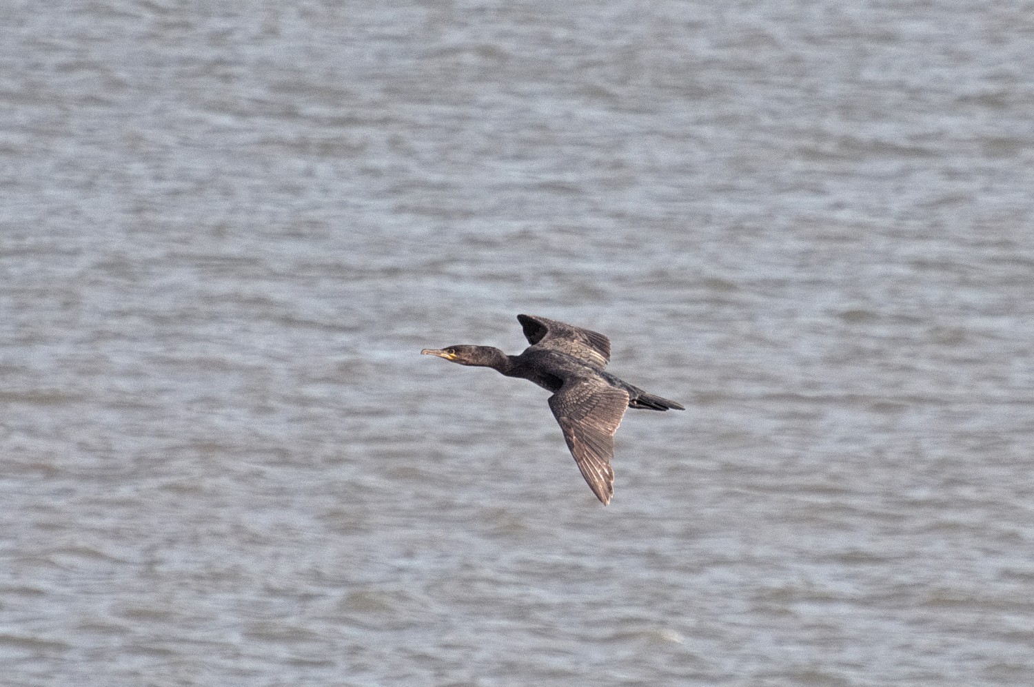 livebirdspoland_99c47329dedf2fa6df5b58c4101d38a6.jpg