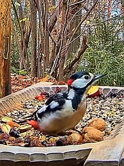 livebirdspoland_f9866c2573df6554237f0c047177336e.jpg