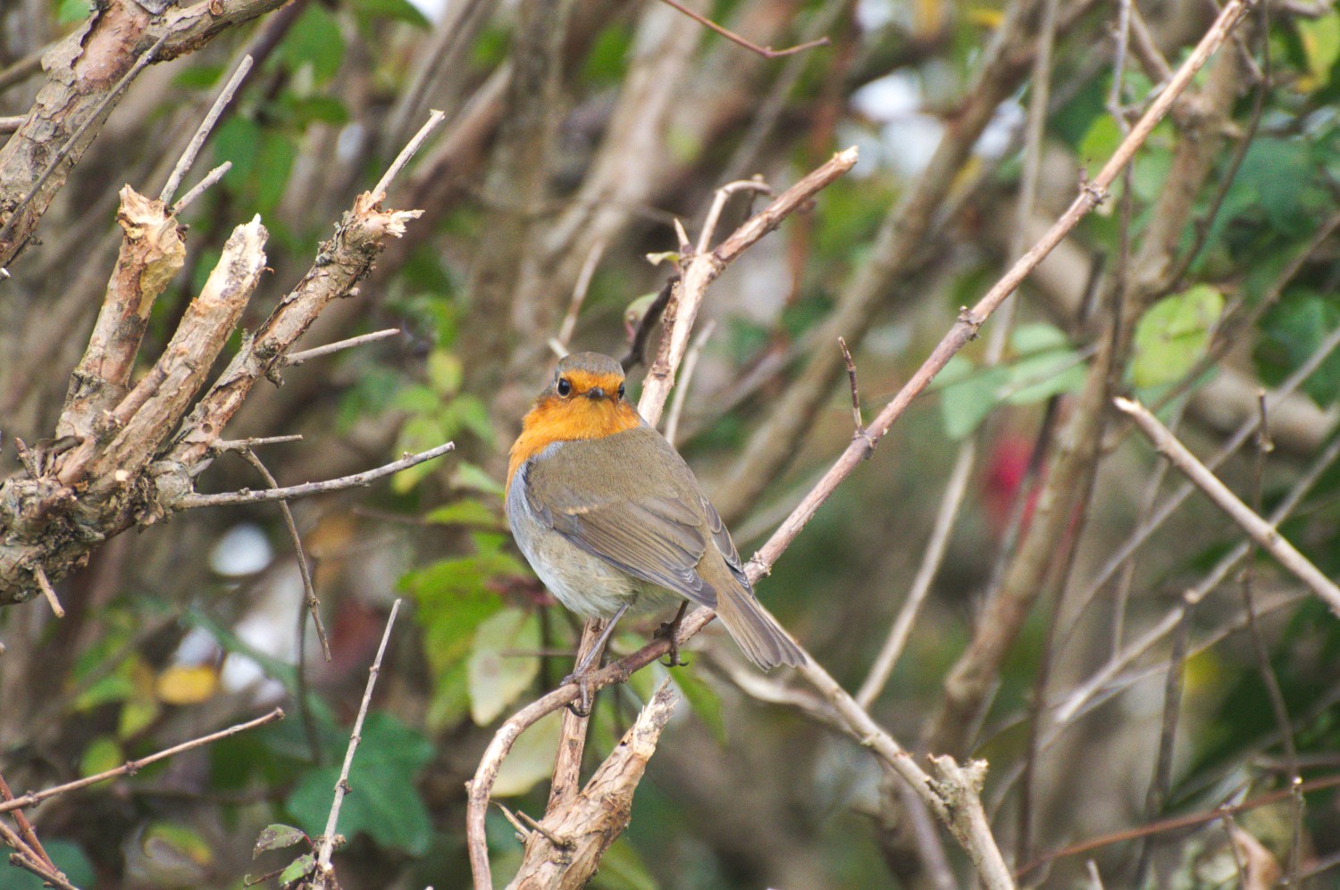 livebirdspoland_5eadca3c55e9608081b94831695292a7.jpg