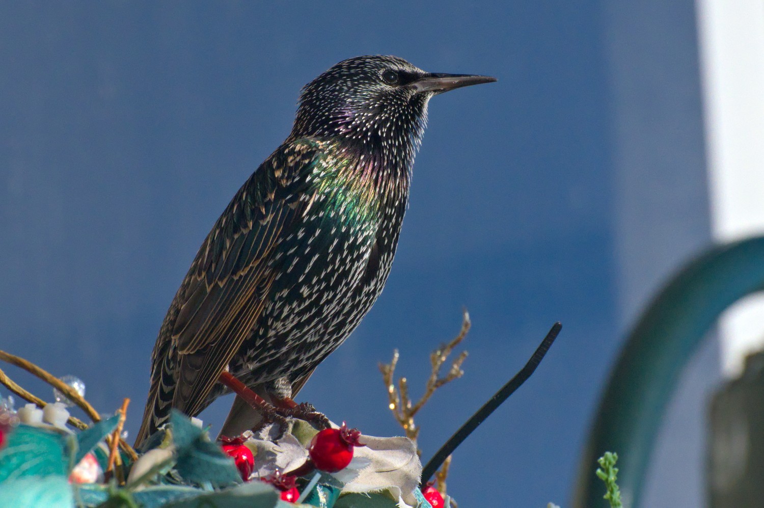 livebirdspoland_f07ba758057a129ce7769201892bd4bd.jpg